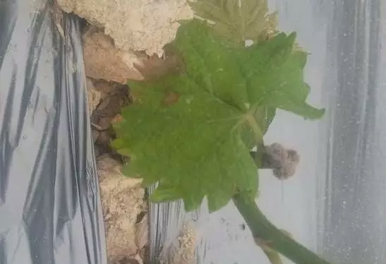 1513327360702071KVfq.jpg 圖片52.jpg