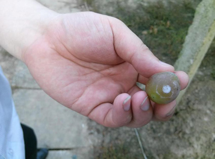 1513327437108620HyUO.jpg 圖片56.jpg